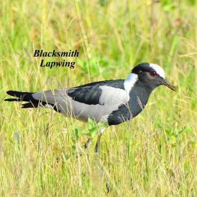 Blacksmith Lapwing